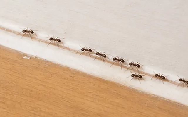 Line of small ants trailing along the edge of a skirting board above a timber floor
