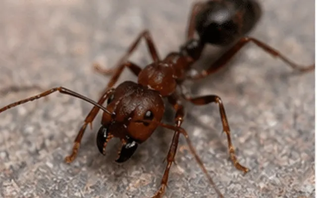 Close view of a large reddish bull ant with long jaws on stone