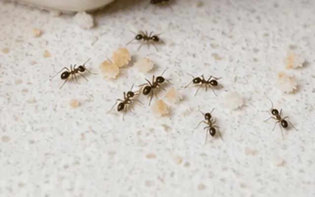 Small dark ants gathered around crumbs on a kitchen bench