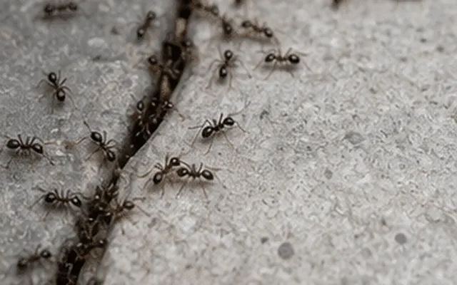 Ants crowding along a crack in concrete paving