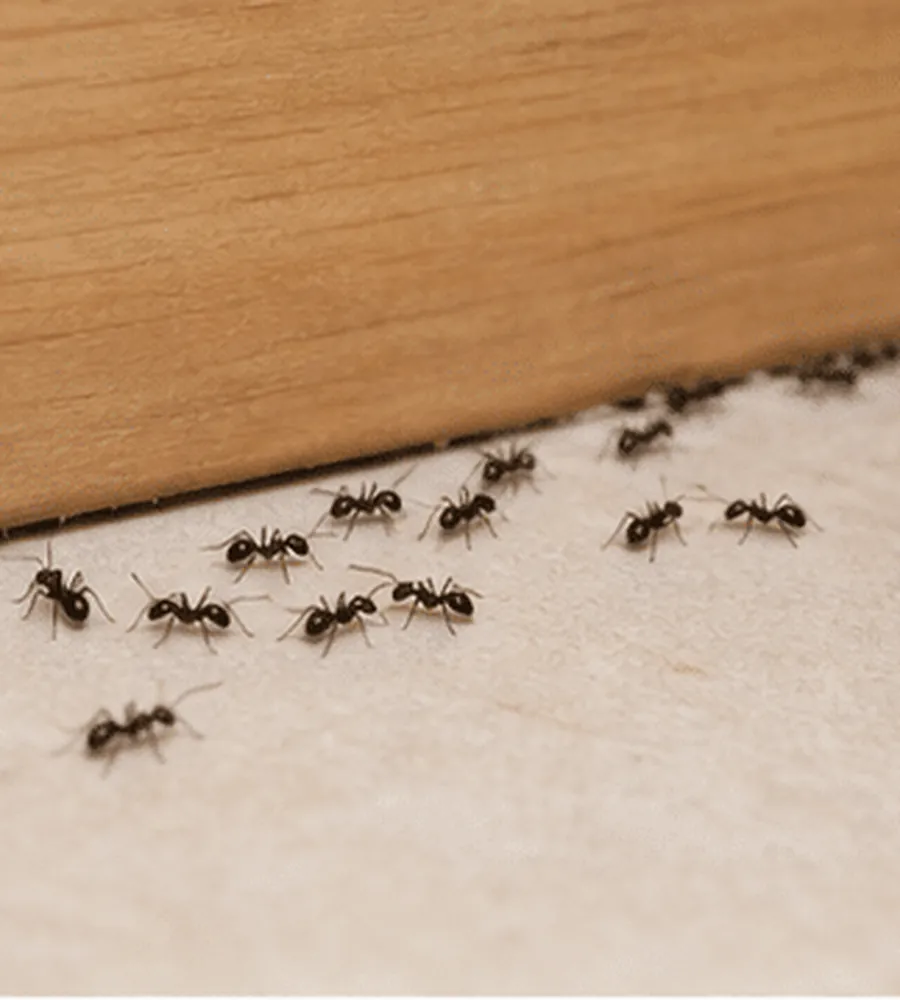 Ants trailing along the base of a timber skirting board