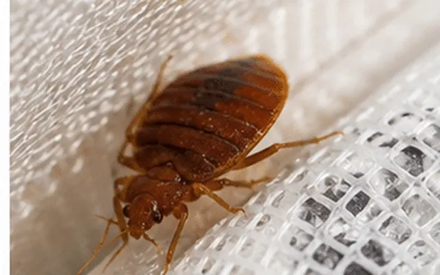 Adult bed bug on the edge of a mattress