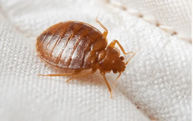 Rounded bed bug on fabric after feeding