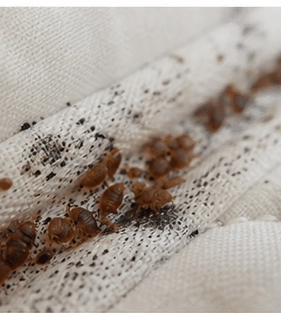 Cluster of bed bugs with dark faecal spotting along a mattress seam