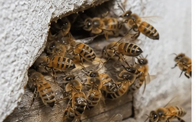 Honey bees going in and out of a gap in a house wall