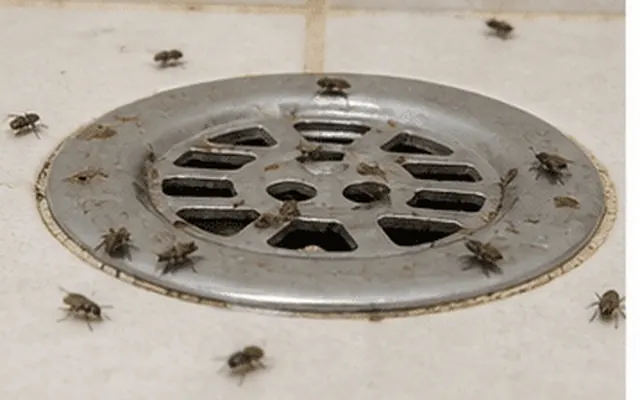 Small drain flies around a floor drain grate