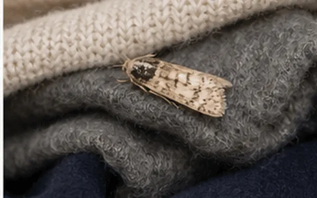 Moth resting on a folded wool jumper