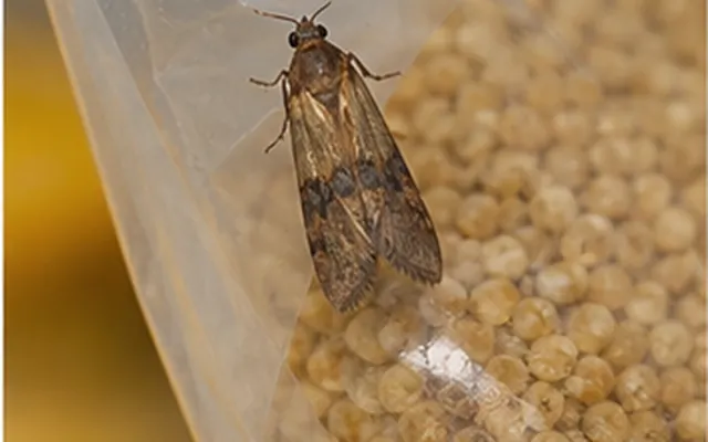 Moth on a clear plastic bag of dried grain