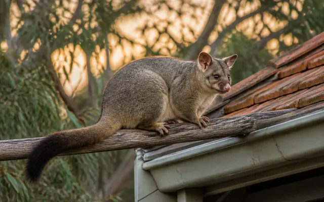 Common brushtail possum walking along a branch beside a tiled roof