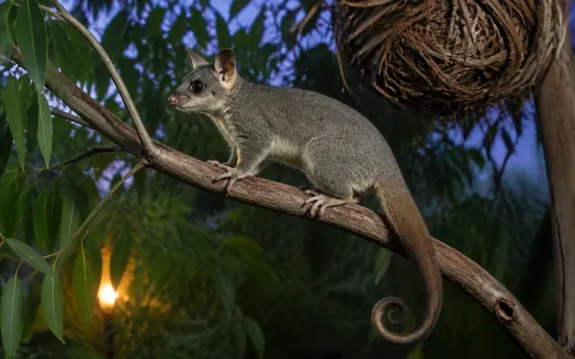 Common ringtail possum on a branch near its nest, with its curled white tipped tail