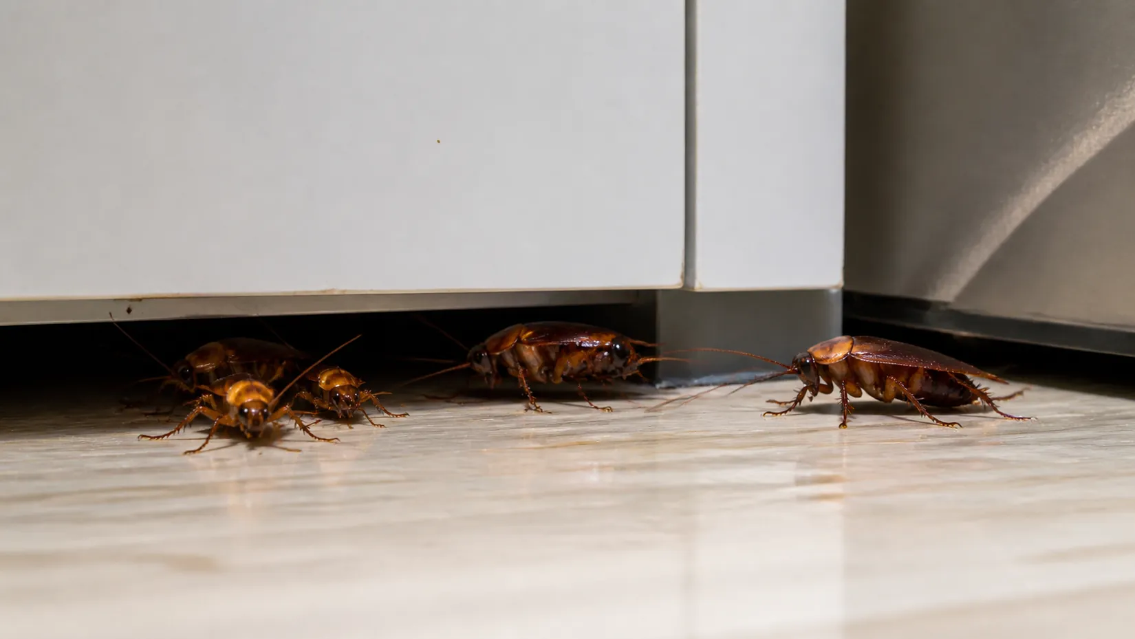 Cockroaches coming out from under a kitchen cabinet kickboard onto a tiled floor