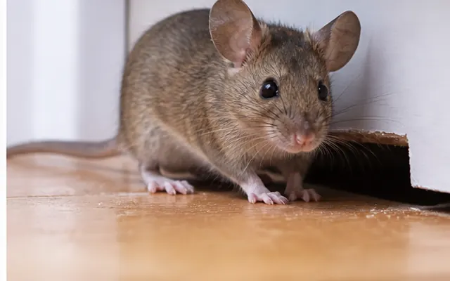 House mouse beside a gap in a skirting board