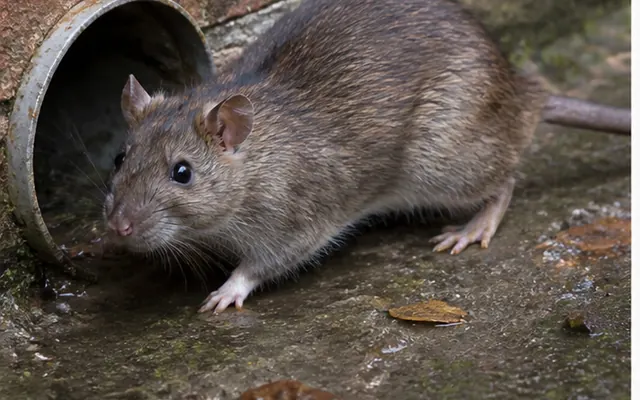 Brown Norway rat coming out of a drain pipe beside a brick wall