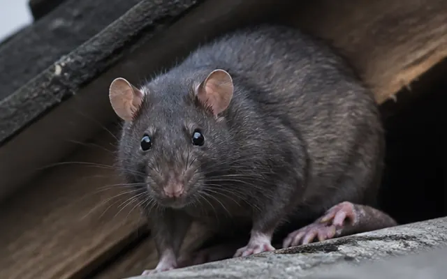 Dark roof rat on roof tiles at the edge of a roof