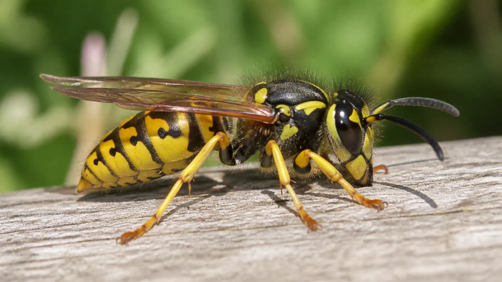 European wasp with yellow and black bands standing on weathered timber