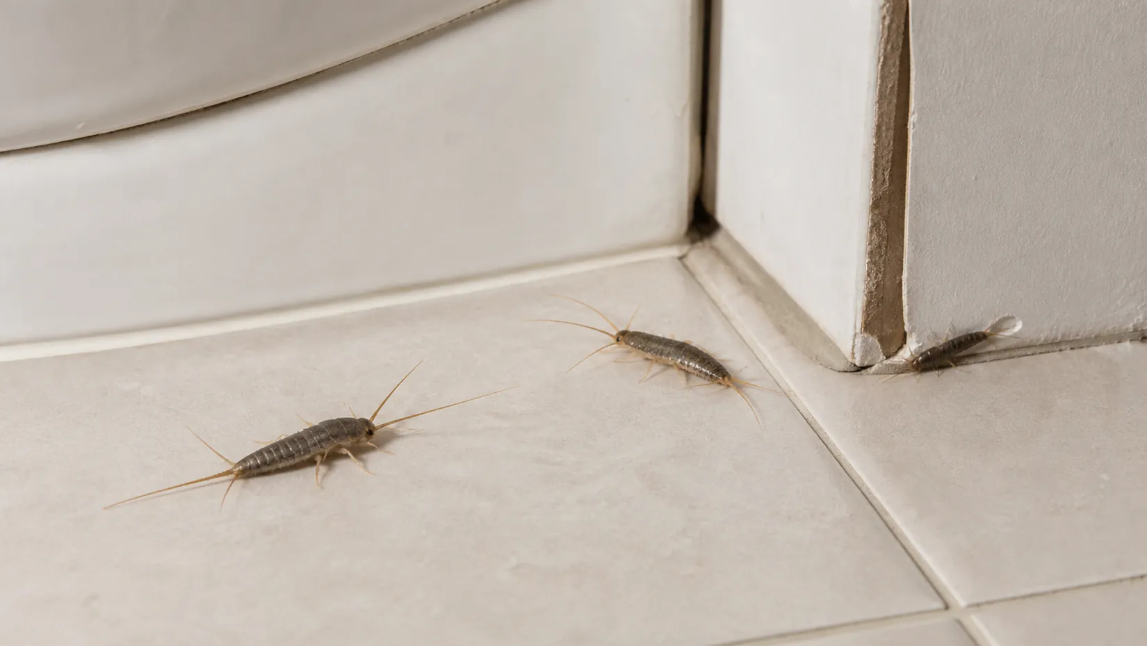 Silverfish on a bathroom floor tile near the base of a bath