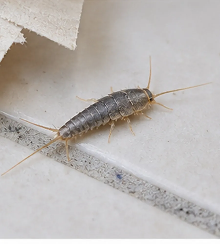 Silverfish on a tiled floor beside torn paper