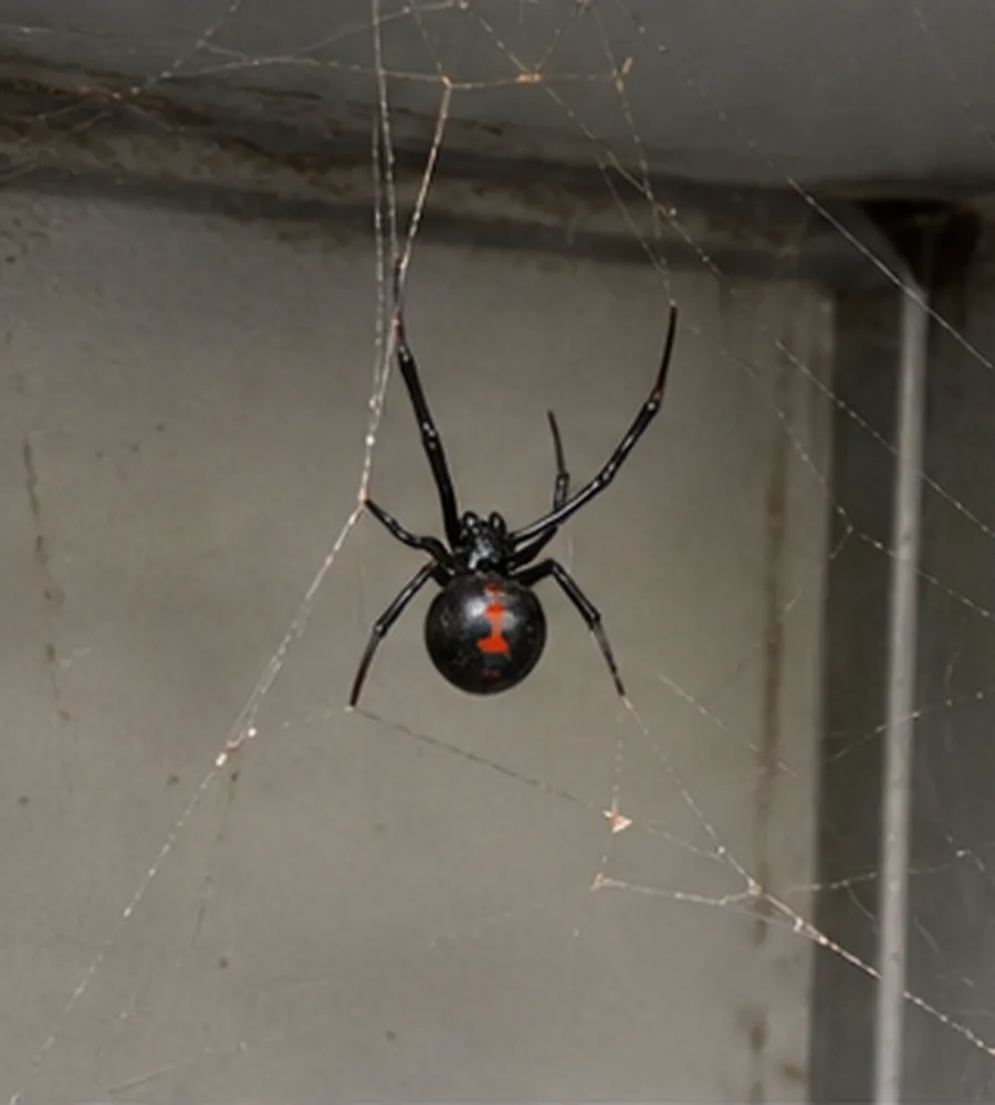 Redback spider in an untidy web across the corner of a garage wall