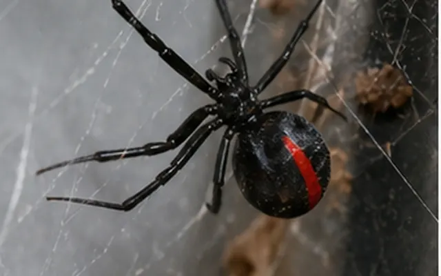 Redback spider showing the red stripe on its black abdomen, in a web against a wall