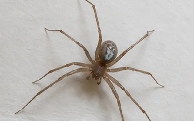 Long legged grey brown spider with a pale marked abdomen on a white wall above a skirting board