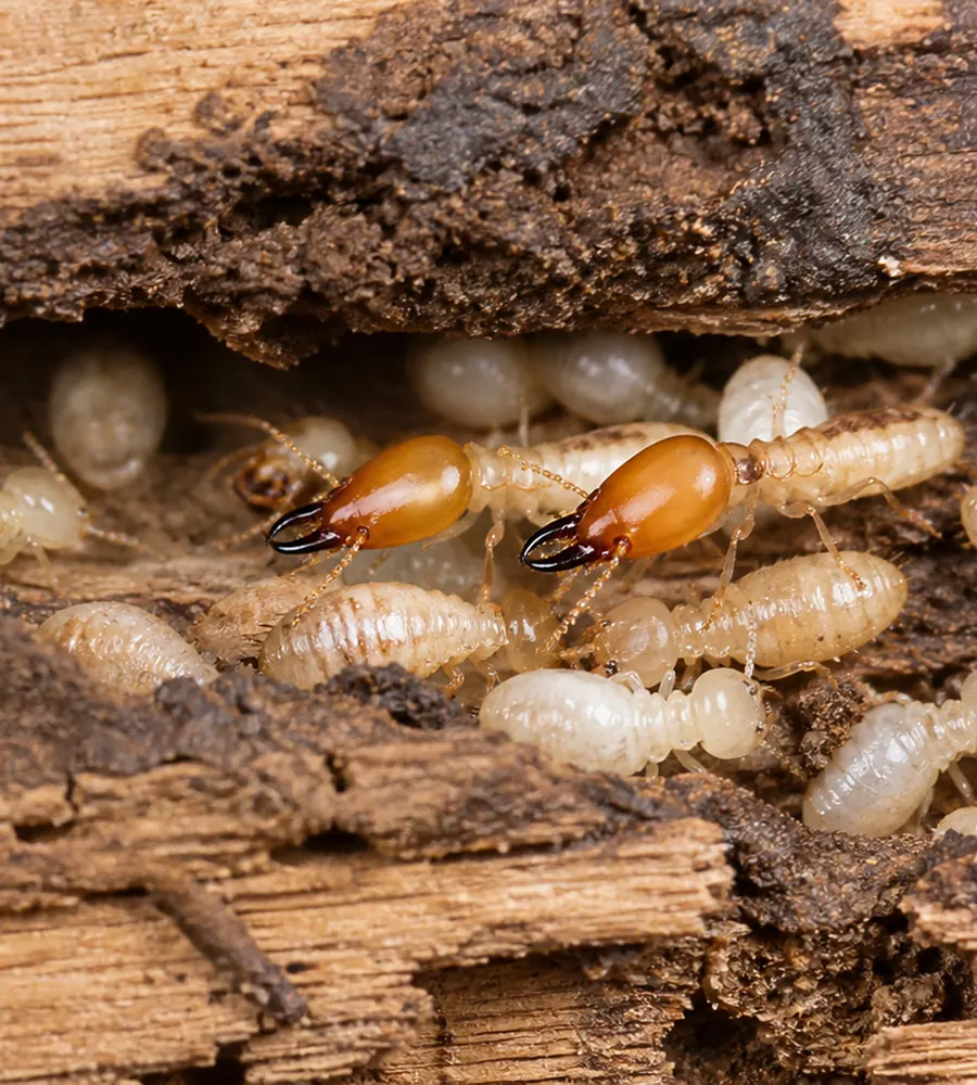 Termite workers and soldiers inside eaten timber