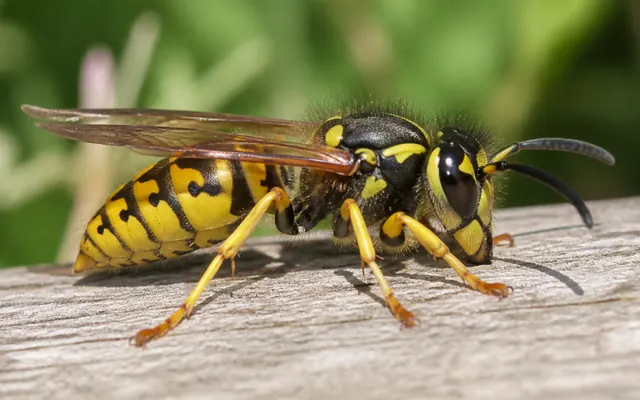 European wasp with yellow and black bands resting on timber