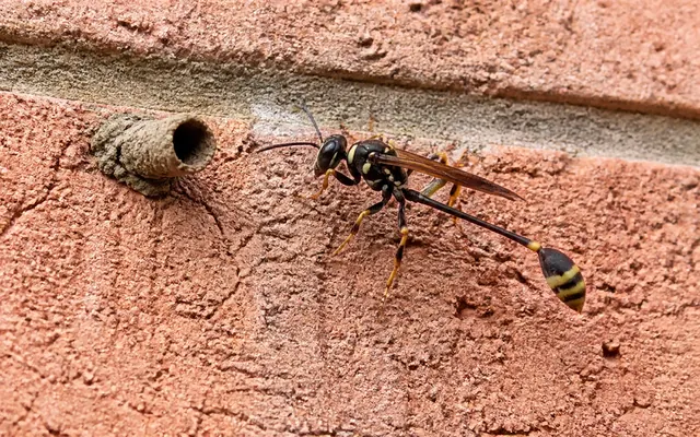 Mud dauber wasp beside a mud tube nest on a brick wall